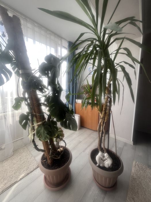 Пальмы для офиса и дома .
