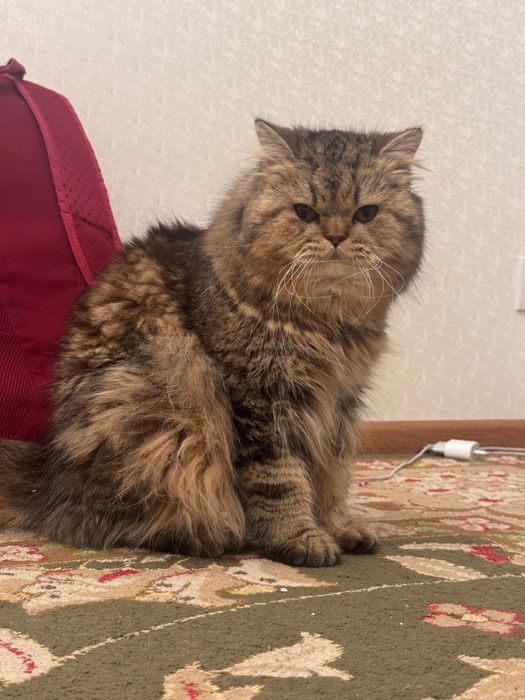 Отдам на хорошую руку