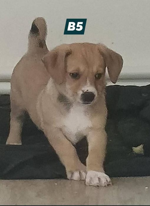 Oferim pentru adoptie catelusi metis-terrier talie mica 6 săptă