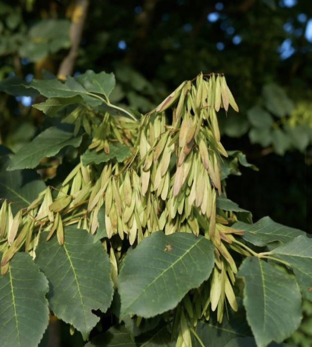 Vand puieti tei si frasin