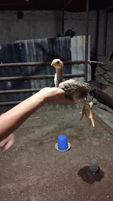 Дакан чужала сотилади