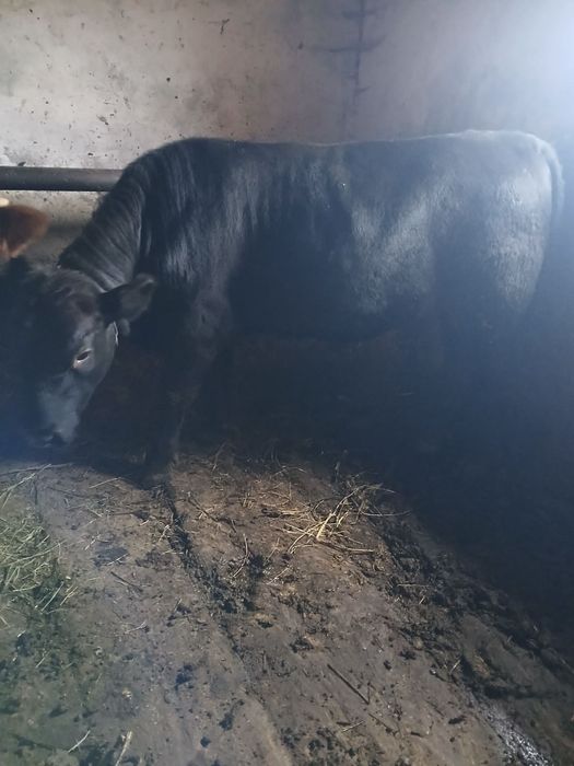 Vând un taur angus negru și o junica bălțată românească