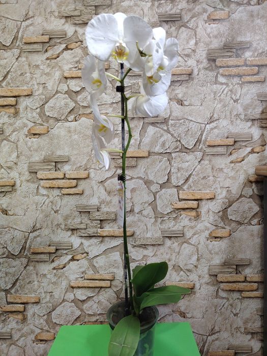 Скидка на орхидеи из Голландии