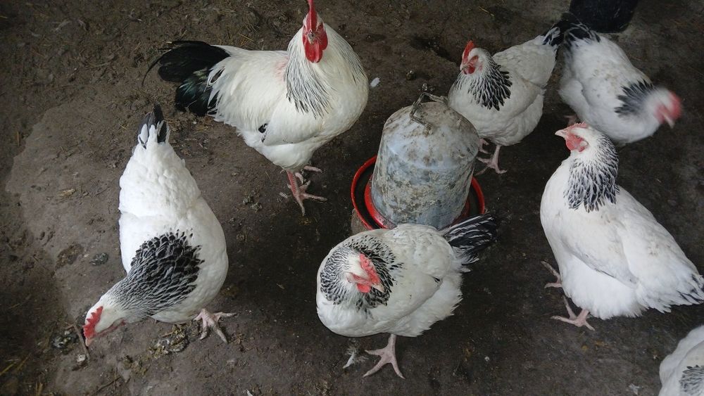 Vind ouă de incubație sussex HD porțelan