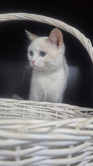 Добрый котик ищет дом