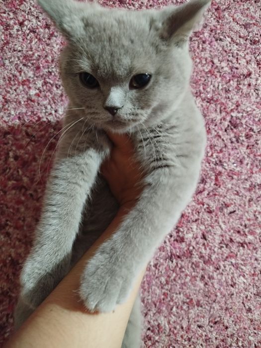 Скоттиш фолд,страйт