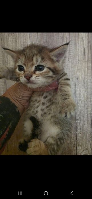 Отдам даром кошку и котят