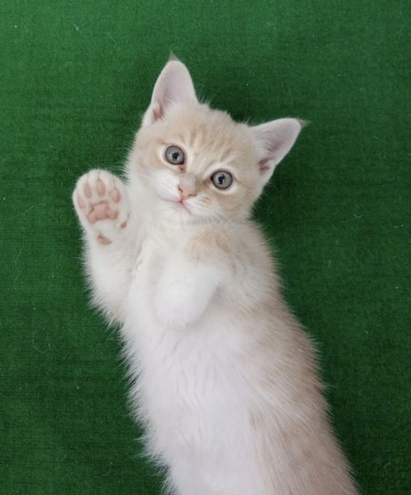 Котенок в добрые руки