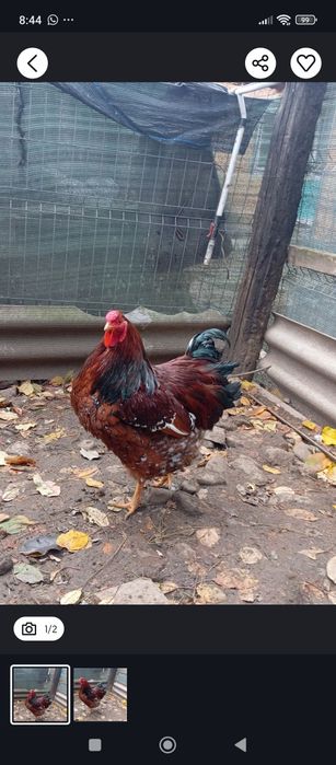 Vând sau schimb cocoș wyandotte porțelan