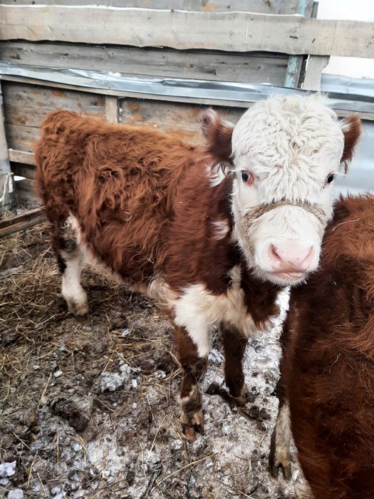 Продам бычка потсос