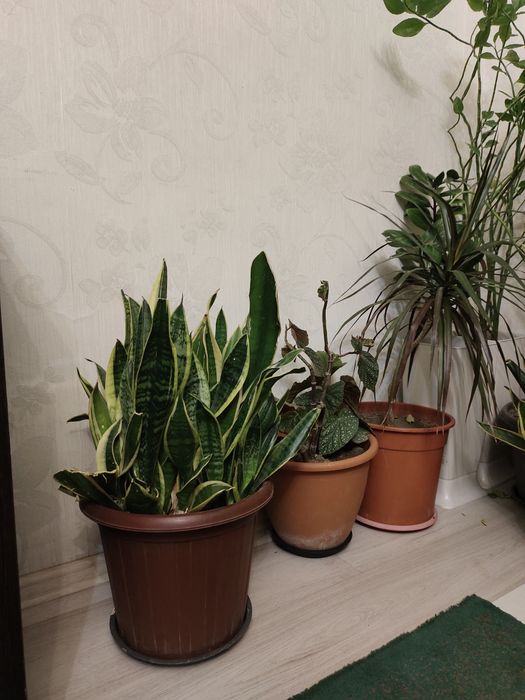 Комнатные растения