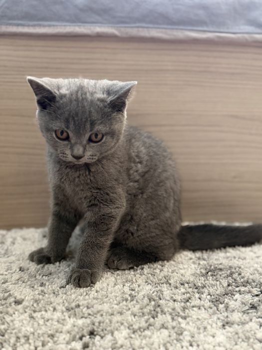 Британски късокосмести котенца