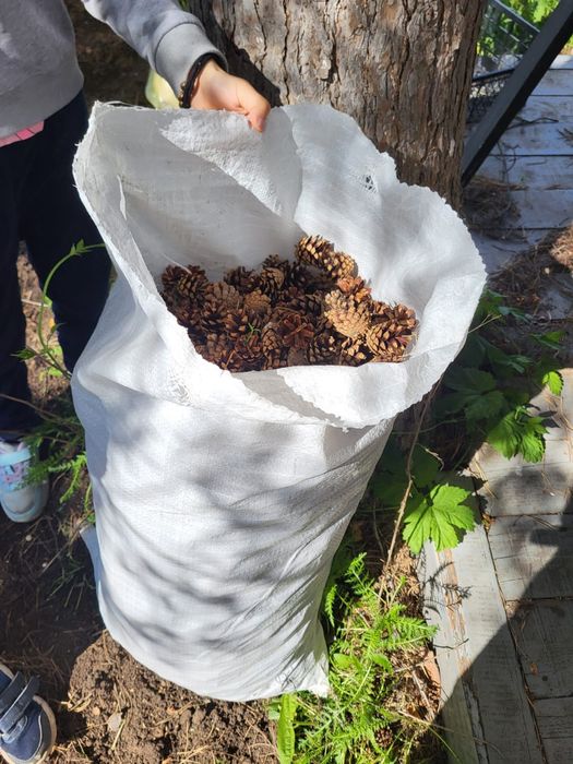 Шишки для самовара,  бани.