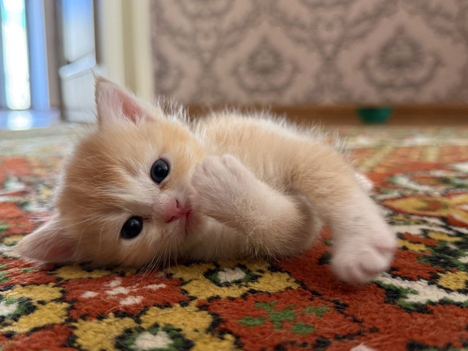 Mushuk, Кошка, Cat