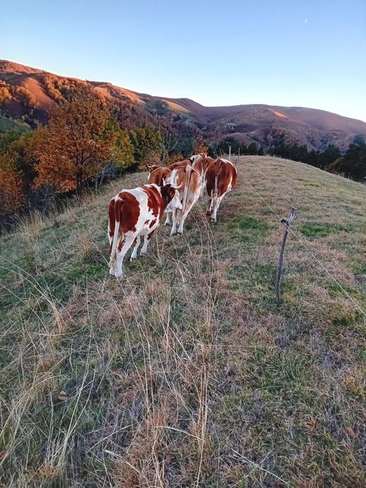 Vînd vaci Balțata românească