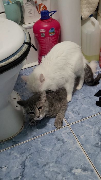 Вязка кот Турецкого Ангора