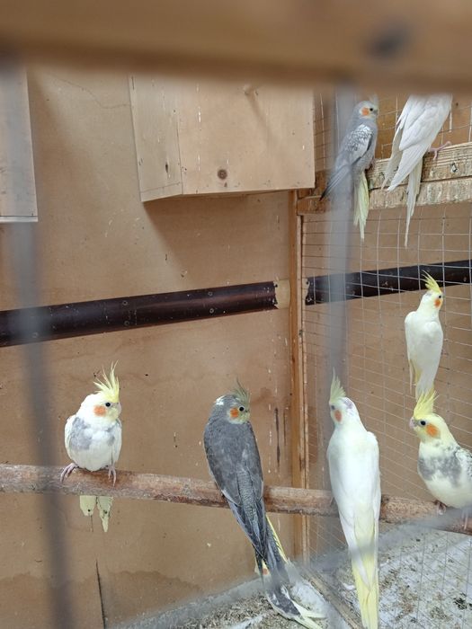 Папугай карелла Продам