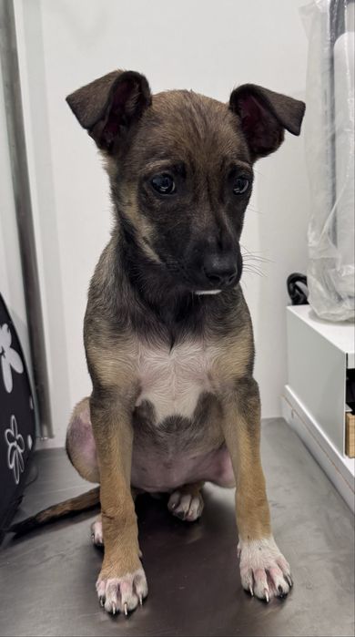 Женски кученца Рея и Рая търсят дом