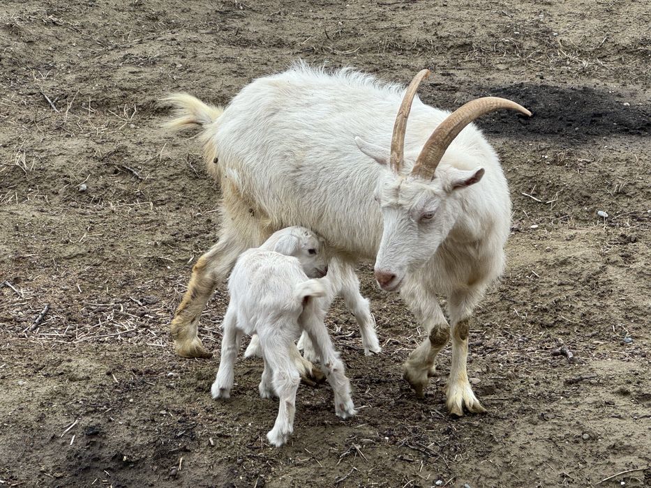 орыс ешкі сүтті  2лақ