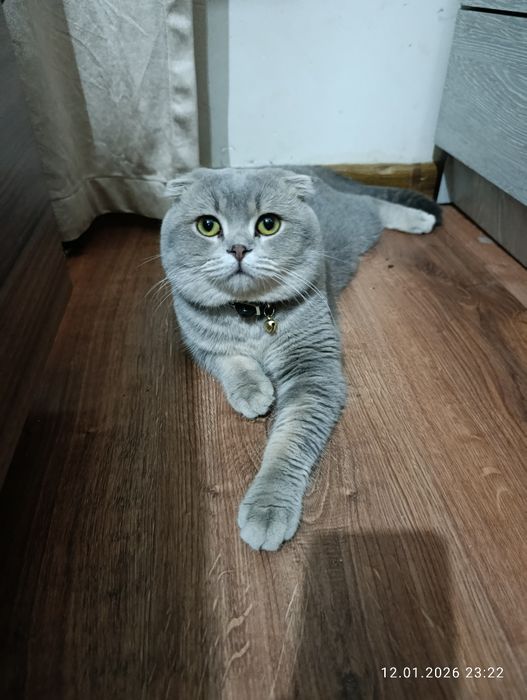 Vyazkaga ( juftlash uchun) zotli mushuklar