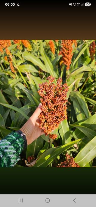 Sămânță Mazariche pt Borceag,Sămânță SORG ROSU, Ovăz, Mazăre, Orzoaica