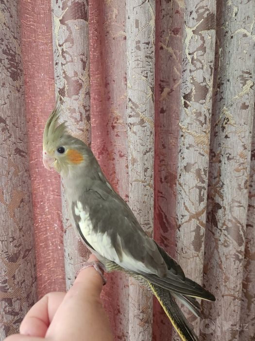 Ручные кореллы-выкормыши