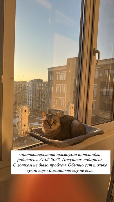 кошка Шотландка, бесплатно
