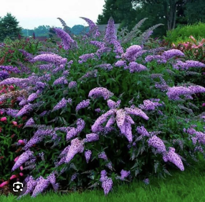 Буддлея Давида