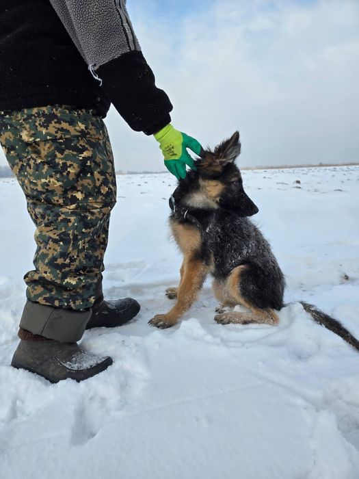 Щенок Чистопородная Немецкий Овчарка девочка
