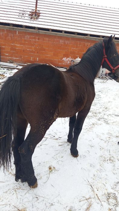 Schinb cu vitai sau pe vaca