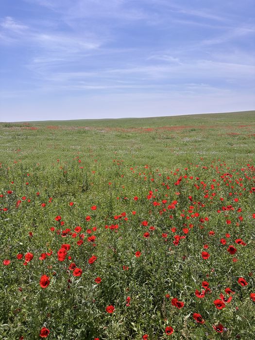 Табиғи шөп полясымен сатылады бір орғанға
