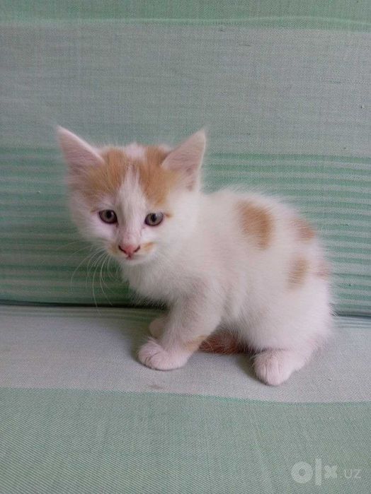 Трое котят 2 месяца