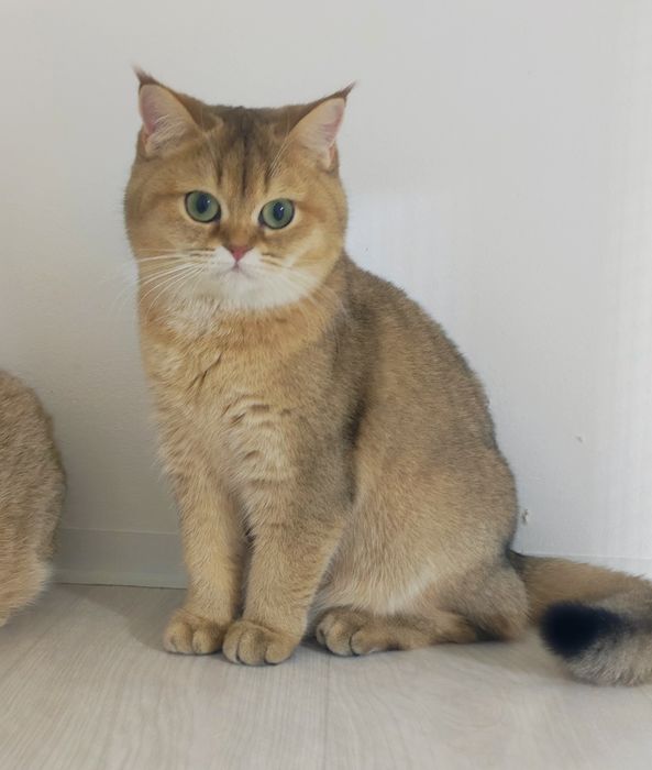 Британские шиншиллы золото 8 мес