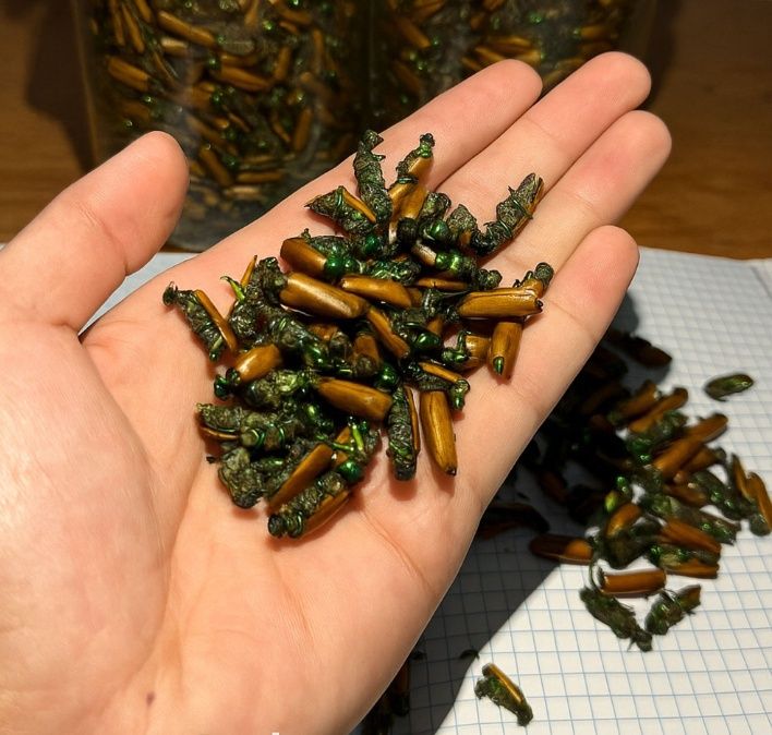 Алтын қоныз майски жук