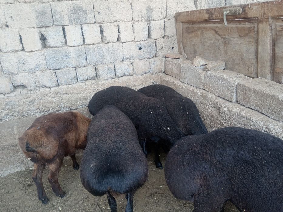 Qoy куй кой qochqorlar sotiladi Aqiqa va toy marosmlar