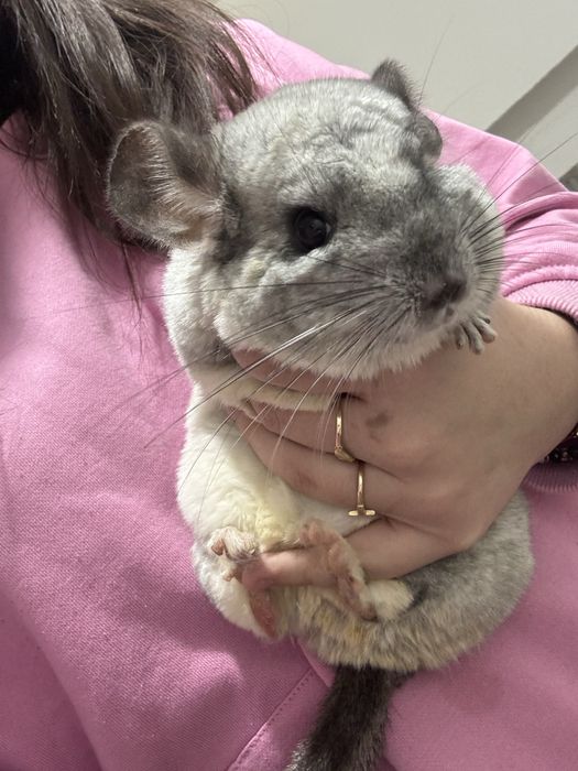 Șinsila mascul si femela