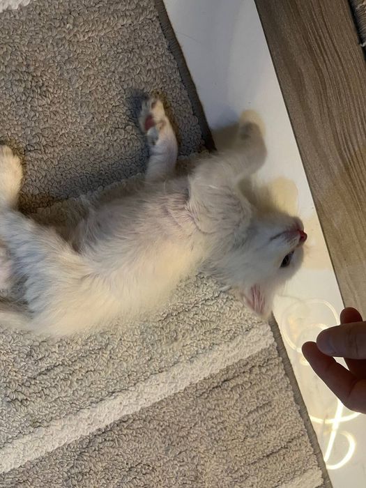 Катята пародистый