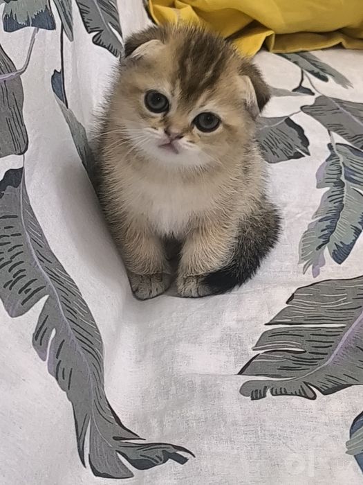 Продаются Чистокровные шотландские вислоухие котята (Скоттиш-фолд), 2