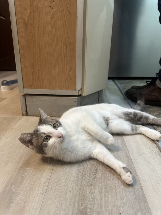 Коте-мечта  спешно търси дом