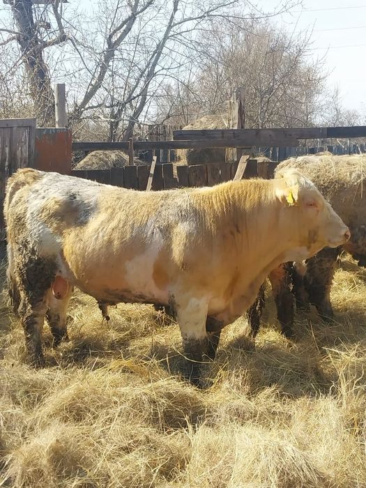 Продам быка на племя
