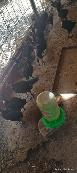 Кора шахзода жужалари бор