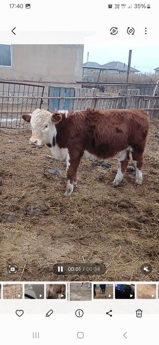 Продам телят подсосных