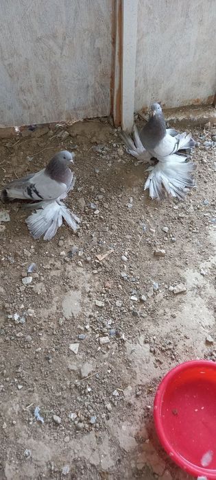 Голуби Кептер продам