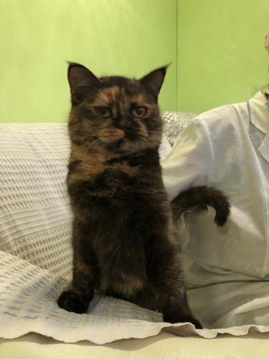 Любимые животные