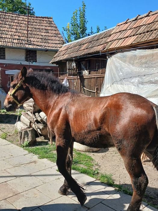 Vând MÂNZ în vârstă de 6 luni.
