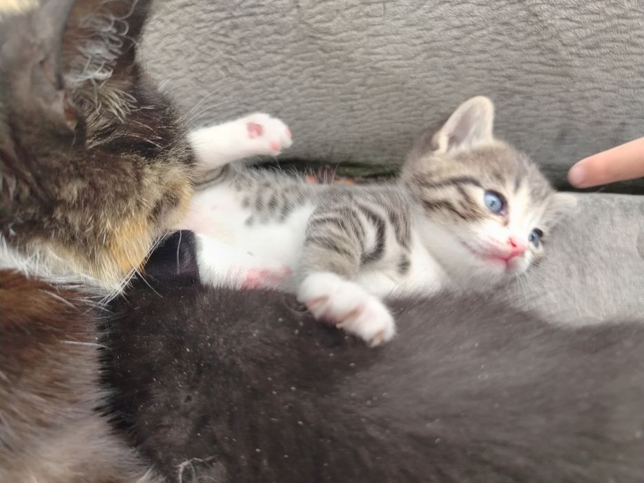 Отдам котят в добрые, заботливые руки