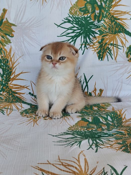 Котенок Золотая шиншилла девочка