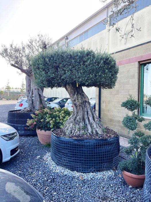 Plante Ornamentale de Top – Calitate Garantată la Poartă