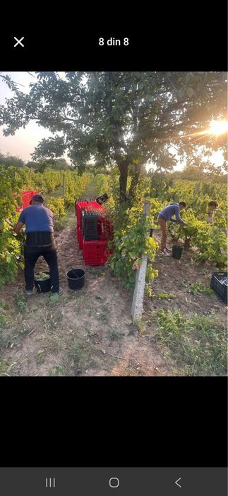 Am inceput Recoltatu in Vrancea ! Ce-a mai frumoasa productie din zona Vrancei ‘ ofer Seriozitate , Corectitudine, si Punctualitate ‘ avem multe soiur