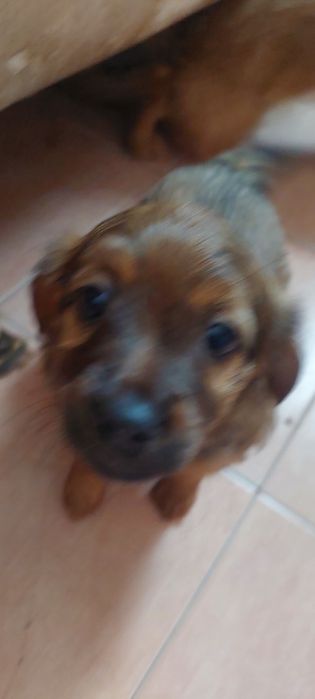 Щенок девочка. 1.5 месяца..